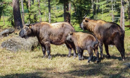 Motithang Takin Preserve